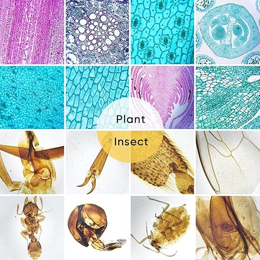 120 Microscope Slides with Specimens,Prepared Microscope Slides for Kids,Glass Slides for Microscope,Prepared Slides for Kids Microscope,Microscope Slide Preparation Kit for Biology Science Classes-BubblyBeeBaby