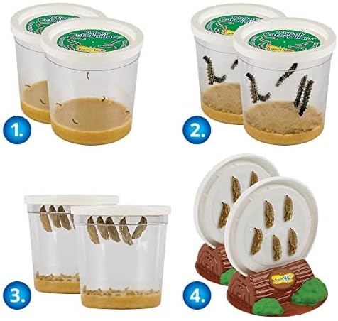 Insect Lore Two Cups of Live Caterpillars - 10 Live Painted Lady Caterpillars with Food - Includes Bonus Butterfly Life Cycle Figurines - Refill for Butterfly Garden Habitat-BubblyBeeBaby