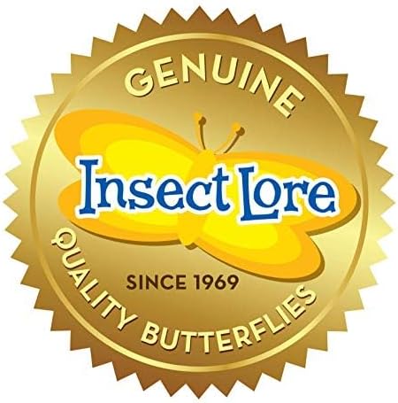 Insect Lore Two Cups of Live Caterpillars - 10 Live Painted Lady Caterpillars with Food - Includes Bonus Butterfly Life Cycle Figurines - Refill for Butterfly Garden Habitat-BubblyBeeBaby