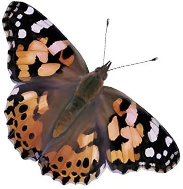 Insect Lore Two Cups of Live Caterpillars - 10 Live Painted Lady Caterpillars with Food - Includes Bonus Butterfly Life Cycle Figurines - Refill for Butterfly Garden Habitat-BubblyBeeBaby