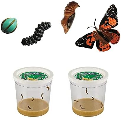 Insect Lore Butterfly Garden with Two Cups of Live Caterpillars, Life Cycle Figurines, English and Spanish Butterfly STEM Activity Journals | 10 Painted Lady Butterfly Baby Caterpillars-BubblyBeeBaby