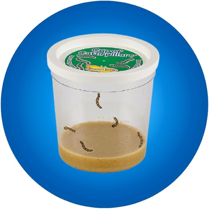 Insect Lore Raise and Release Butterfly Garden Kit – Caterpillar Habitat with redeemable Voucher – STEM-accredited Live Butterfly Growing Kit for Kids, Classrooms, and Homeschool Learning-BubblyBeeBaby