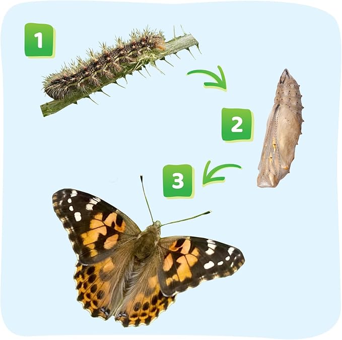 Insect Lore Butterfly Garden - 8" Habitat with 5 Live Baby Caterpillars - Includes Life Cycle Figurines, Stickers, Wind up, Mini Habitat | Birthday or Teacher Gift Set-BubblyBeeBaby