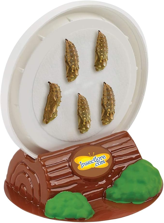 Insect Lore Butterfly Garden with Two Cups of Live Caterpillars, Life Cycle Figurines, English and Spanish Butterfly STEM Activity Journals | 10 Painted Lady Butterfly Baby Caterpillars-BubblyBeeBaby