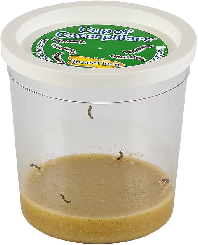 Insect Lore Cup Caterpillars - 5 Live Painted Lady Caterpillars with Food - Includes Figurines - Refill Kit for Butterfly Garden Habitat - STEM Science Activity for Kids and Classrooms-BubblyBeeBaby