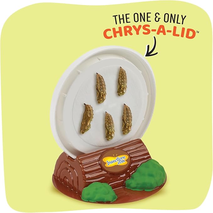 Insect Lore Cup Caterpillars - 5 Live Painted Lady Caterpillars with Food - Includes Figurines - Refill Kit for Butterfly Garden Habitat - STEM Science Activity for Kids and Classrooms-BubblyBeeBaby