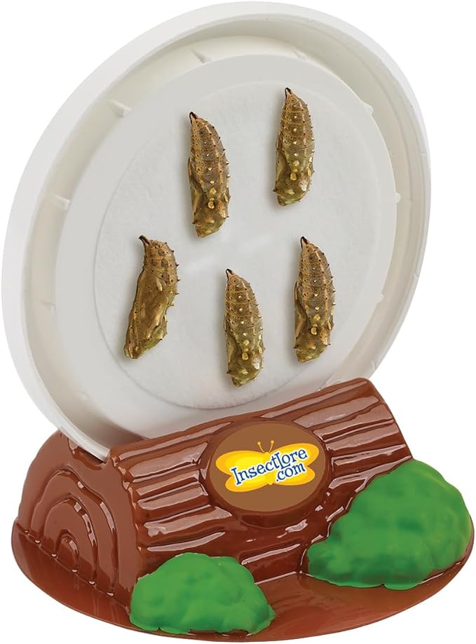 Insect Lore Butterfly Garden with Live Cup of Caterpillars | English and Spanish STEM Activity Journals | 5 Painted Lady Butterfly Baby Caterpillars and Mesh Habitat-BubblyBeeBaby