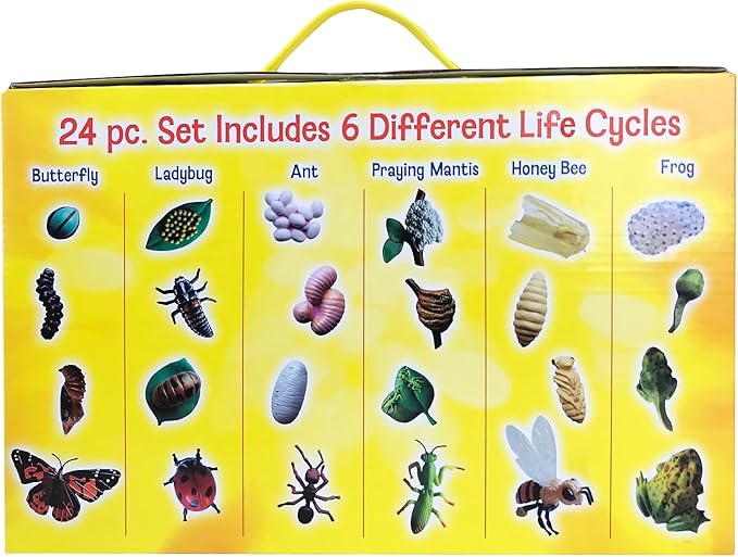 Insect Lore's Life Cycle Figurines 24 Pc Set | Butterfly, Ladybug, Frog, Honey Bee, Ant and Praying Mantis | 4 Stages Per Insect, 24 Figurines Total-BubblyBeeBaby