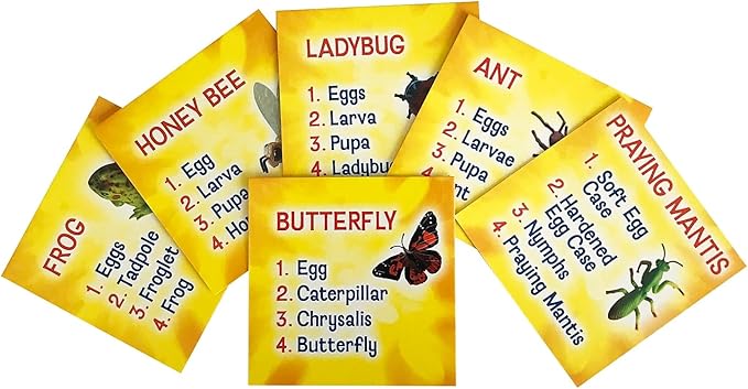 Insect Lore's Life Cycle Figurines 24 Pc Set | Butterfly, Ladybug, Frog, Honey Bee, Ant and Praying Mantis | 4 Stages Per Insect, 24 Figurines Total-BubblyBeeBaby