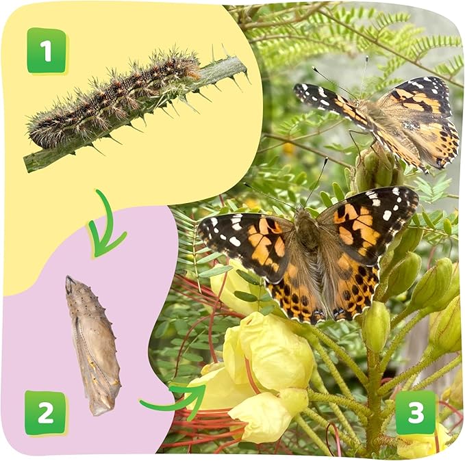 Insect Lore Cup Caterpillars - 5 Live Painted Lady Caterpillars with Food - Includes Figurines - Refill Kit for Butterfly Garden Habitat - STEM Science Activity for Kids and Classrooms-BubblyBeeBaby