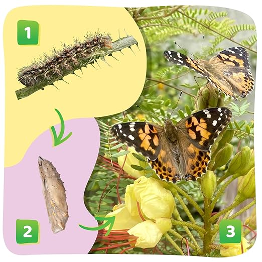 Insect Lore Cup of Caterpillars - 5 Live Painted Lady Caterpillars with Food - Refill for Butterfly Garden Kit - Stickers & Chrys-A-Lid Holding Log Included - STEM Learning Activity-BubblyBeeBaby