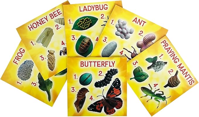 Insect Lore's Life Cycle Figurines 24 Pc Set | Butterfly, Ladybug, Frog, Honey Bee, Ant and Praying Mantis | 4 Stages Per Insect, 24 Figurines Total-BubblyBeeBaby