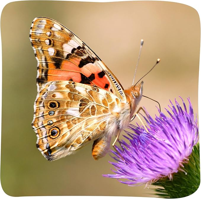 Insect Lore Cup Caterpillars - 5 Live Painted Lady Caterpillars with Food - Includes Figurines - Refill Kit for Butterfly Garden Habitat - STEM Science Activity for Kids and Classrooms-BubblyBeeBaby