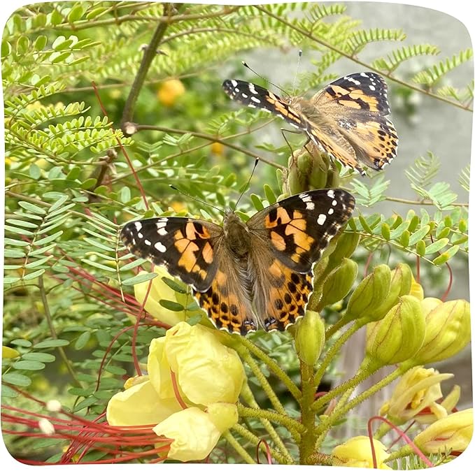 Insect Lore Butterfly Garden - 8" Habitat with 5 Live Baby Caterpillars - Includes Life Cycle Figurines, Stickers, Wind up, Mini Habitat | Birthday or Teacher Gift Set-BubblyBeeBaby