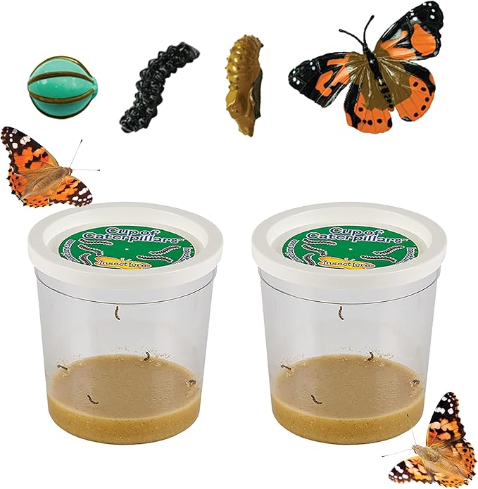 Insect Lore Two Cups of Live Caterpillars - 10 Live Painted Lady Caterpillars with Food - Includes Bonus Butterfly Life Cycle Figurines - Refill for Butterfly Garden Habitat-BubblyBeeBaby