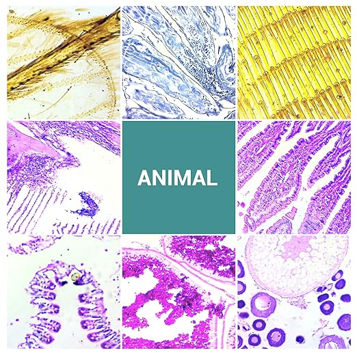 100 Microscope Slides with Specimens for Kids and Adults, Prepared Microscope Slides with Plants Animals Insects for Students Homeschool Edu-BubblyBeeBaby