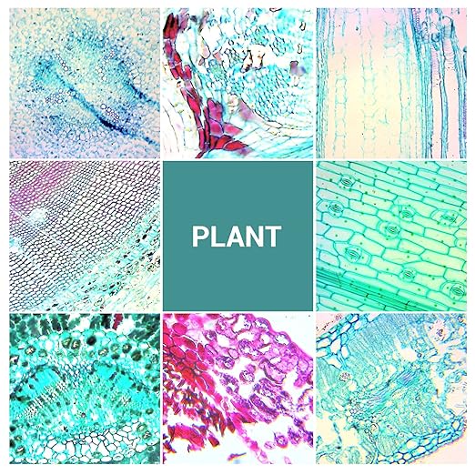 100 Microscope Slides with Specimens for Kids and Adults, Prepared Microscope Slides with Plants Animals Insects for Students Homeschool Edu-BubblyBeeBaby