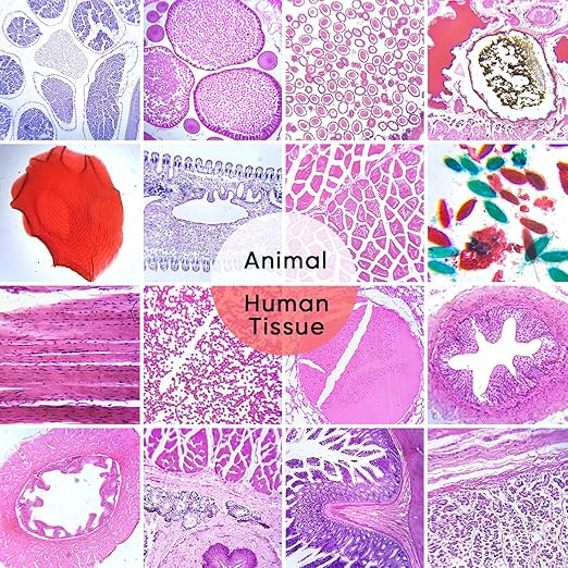 120 Microscope Slides with Specimens,Prepared Microscope Slides for Kids,Glass Slides for Microscope,Prepared Slides for Kids Microscope,Microscope Slide Preparation Kit for Biology Science Classes-BubblyBeeBaby