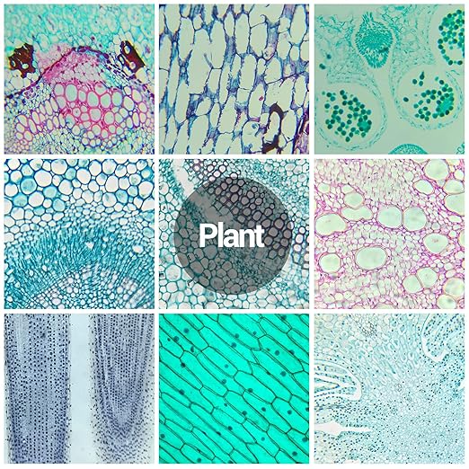 120 Microscope Slides with Specimens for Kids, Prepared Microscope Slides for Kids Microbiology, Prepared Microscope Slides for Adults-BubblyBeeBaby