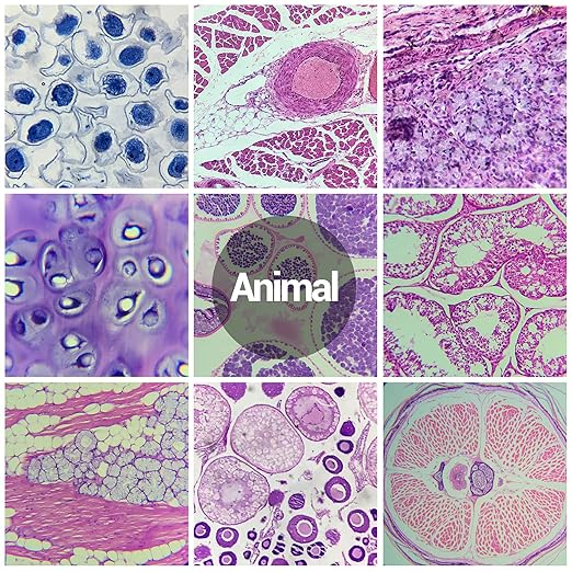 120 Microscope Slides with Specimens for Kids, Prepared Microscope Slides for Kids Microbiology, Prepared Microscope Slides for Adults-BubblyBeeBaby